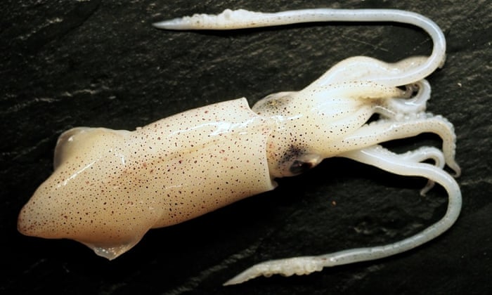 Squid's out – are there any you can still eat? | Food | The Guardian