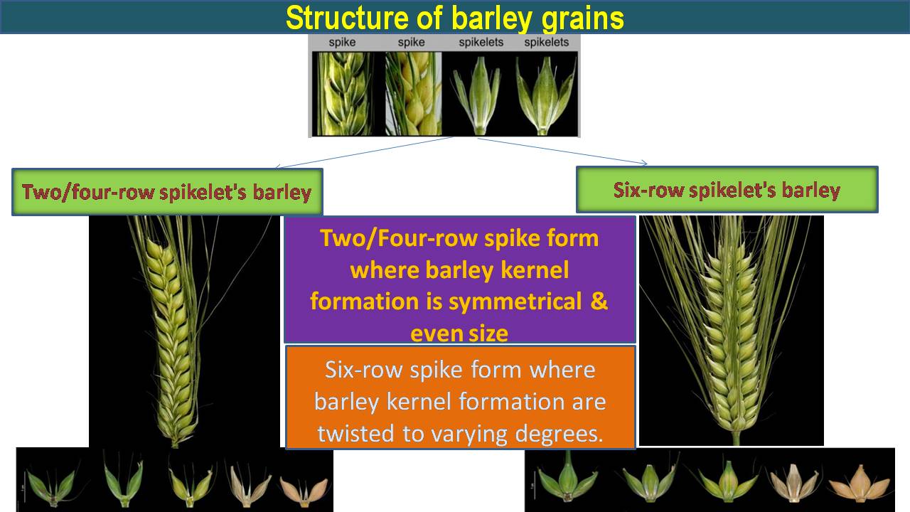 C:\Users\admin\Desktop\CHEF OOKUL DETAILS\FOOD PIC FOR MY APP\Barley grain structure.jpg