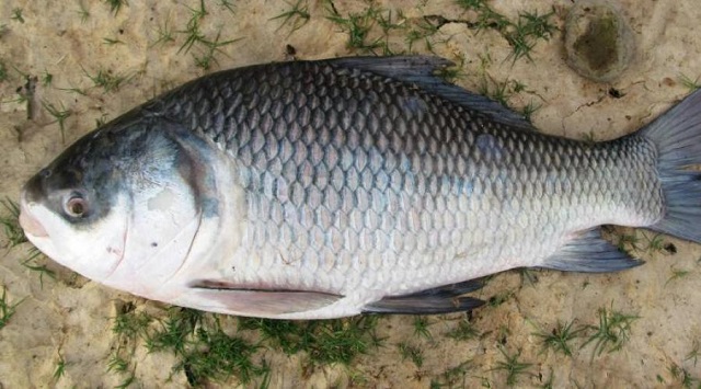 Catla-Fish