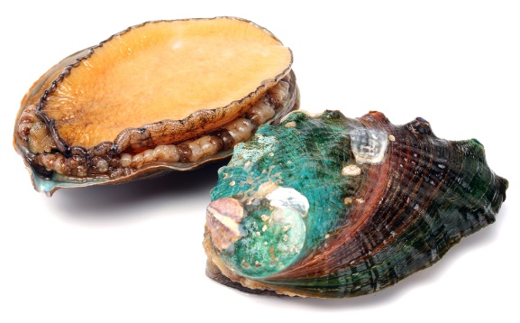 Abalone definition and meaning | Collins English Dictionary