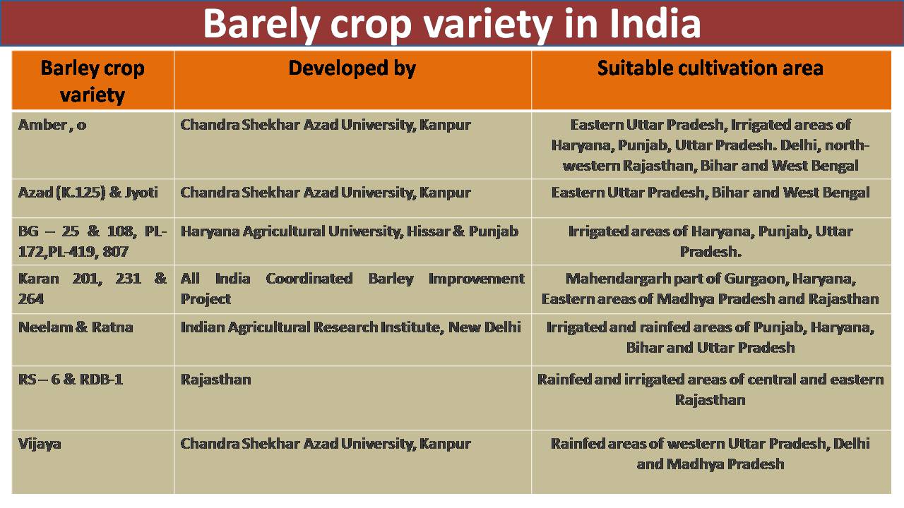 C:\Users\admin\Desktop\CHEF OOKUL DETAILS\FOOD PIC FOR MY APP\Barley crop variety.jpg