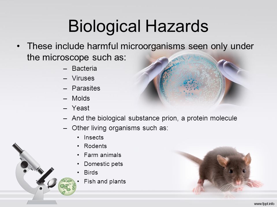 Image result for biological hazards in food