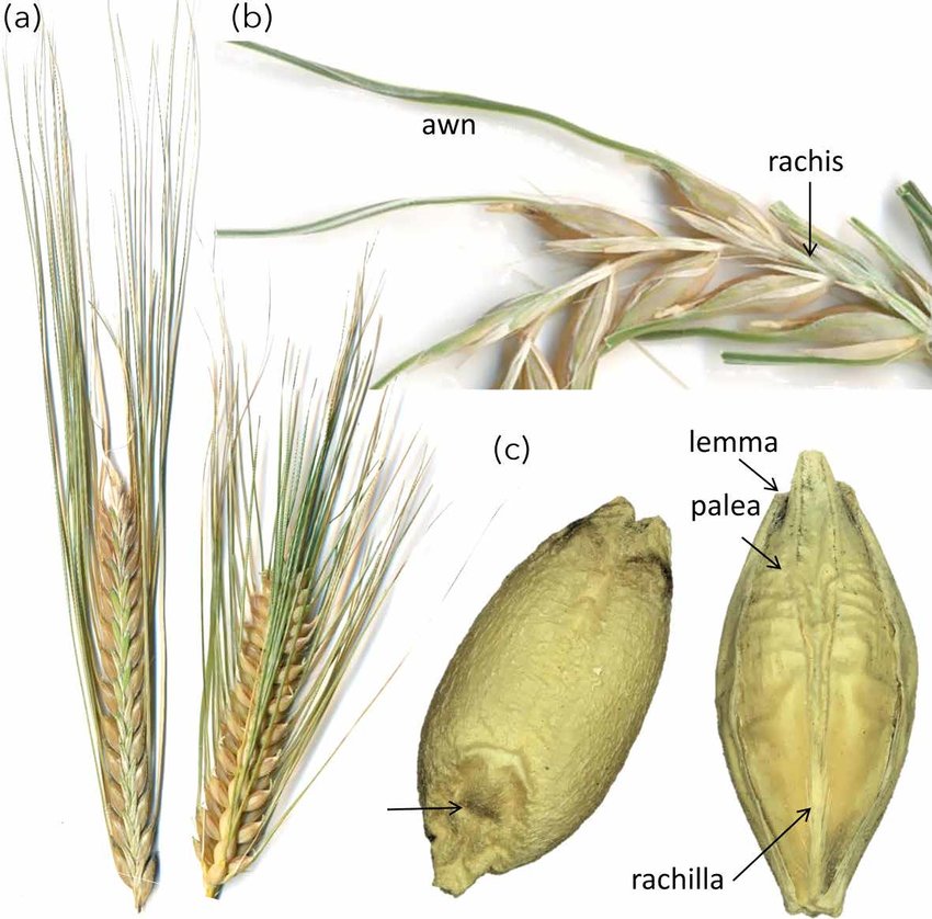 C:\Users\admin\Desktop\Structure-of-barley-in-spike-a-two-row-barley-spike-left-where-kernels-tend-to-be.png