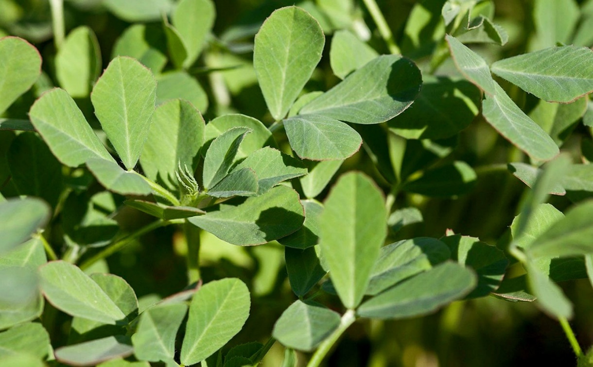 How to grow Fenugreek in the pot | Growing Fenugreek | Methi ...