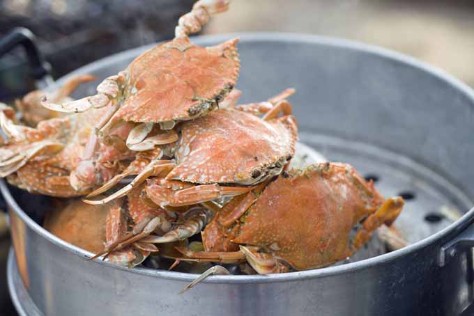 How to Buy, Clean, and Cook Crabs the Right Way | Foodal