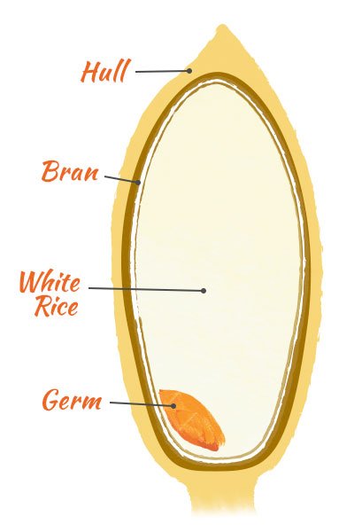 C:\Users\Admin\Desktop\rice-anatomy.jpg