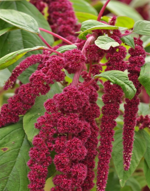 C:\Users\admin\Desktop\Amaranthus-caudatus-2.jpeg