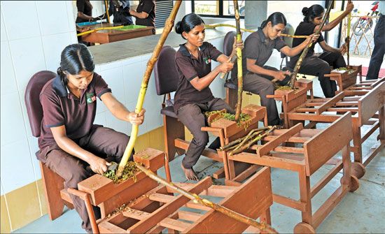Ceylon Cinnamon Production (With images) | Ceylon cinnamon, Home ...