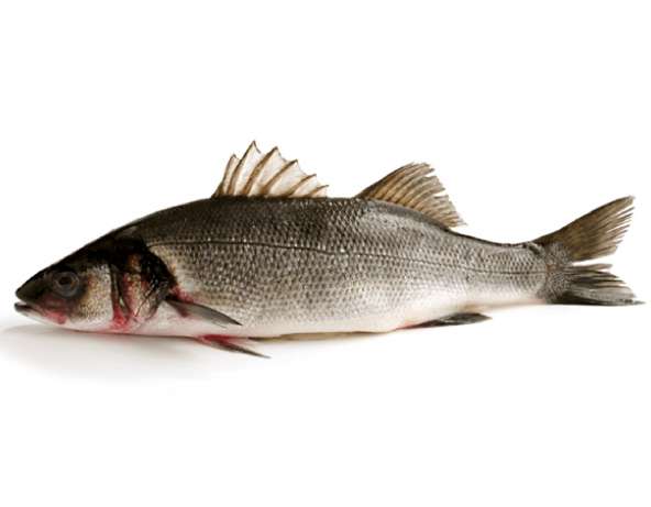 Sea Bass