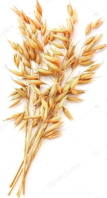 C:\Users\admin\AppData\Local\Microsoft\Windows\Temporary Internet Files\Content.Word\depositphotos_157845770-stock-photo-oat-plant-on-white.jpg