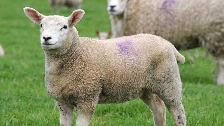 Step-by-step guide to foot-bathing sheep - Farmers Weekly