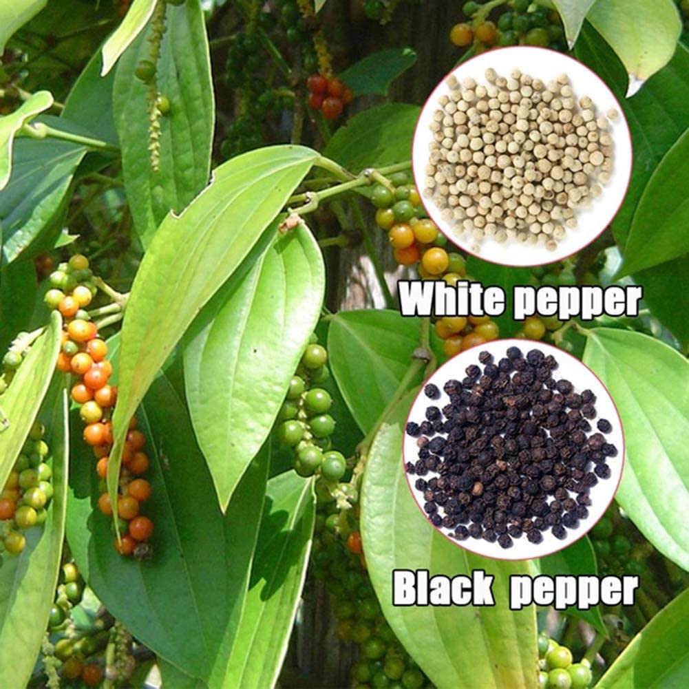 Amazon.com : Kukakoo's Garden 丨100Pcs Gladiolus Seeds Bonsai ...