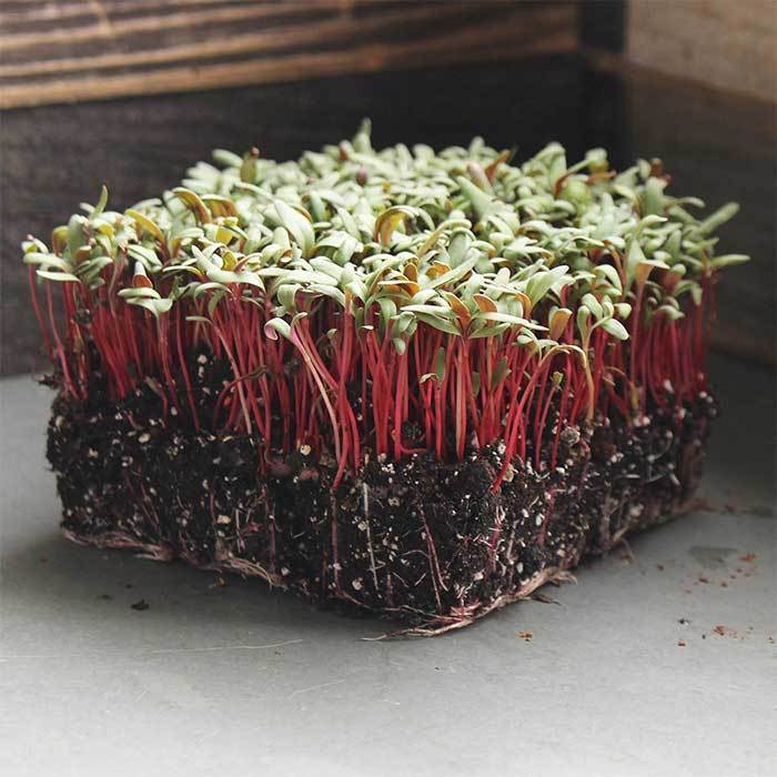Organic Swiss Chard Microgreens Seeds, Ruby Red | Non-GMO Micro Greens