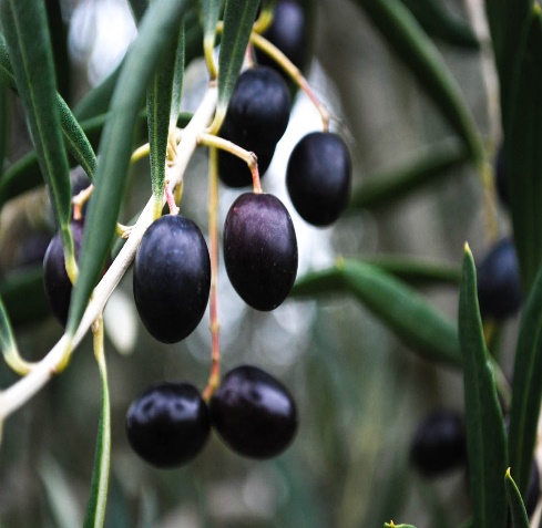 20140910-olives-flickr-alpha-5-.jpg