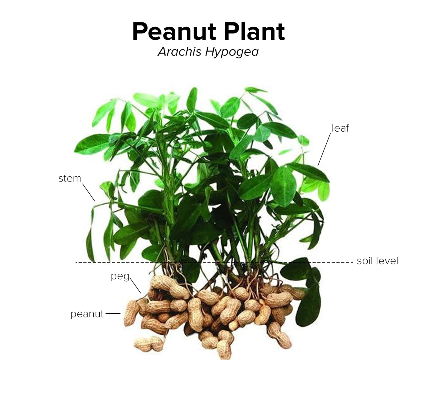History of Peanuts and Peanut Packaging | PBFY Flexible Packaging