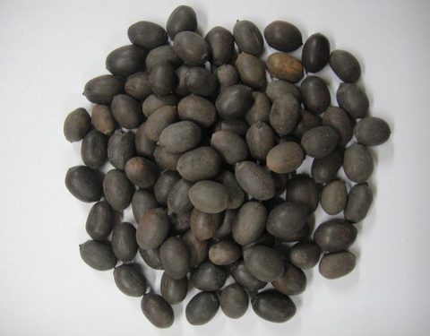 lotus seeds Kamal Gatta/ u0915u092eu0932 u0917u091fu094du091fu093e ...