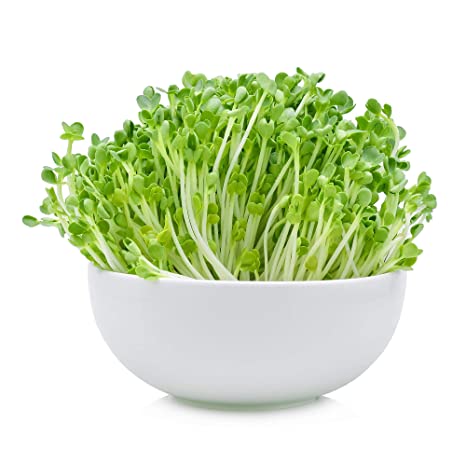 1 Lb : Arugula Microgreens Seeds - Non-GMO Bulk Seed for Growing ...