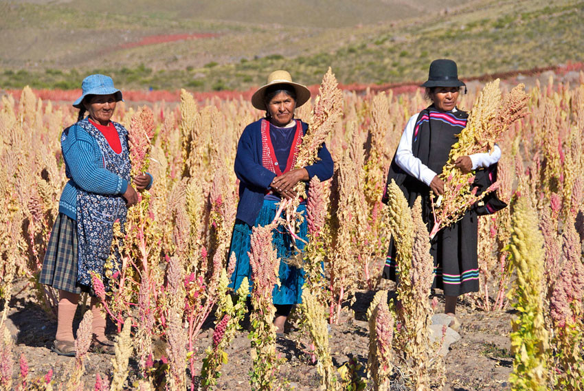 QUINOA CROP & OTHER INFORMATION: