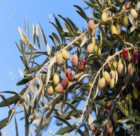 Image result for mature olive
