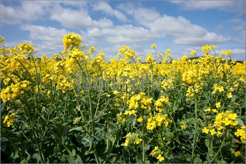 canola in the farm field