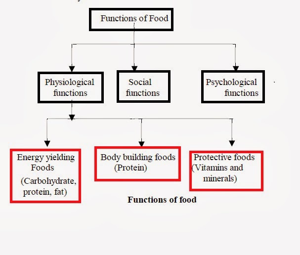 Biolearnspot: Functions of food
