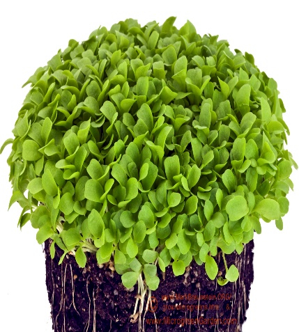 How to Grow Microgreens | photograph tutorials