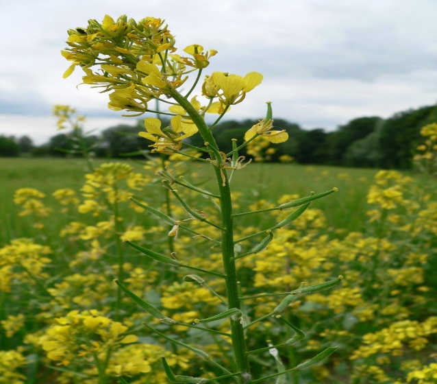 Sinapis alba | Online Atlas of the British and Irish Flora