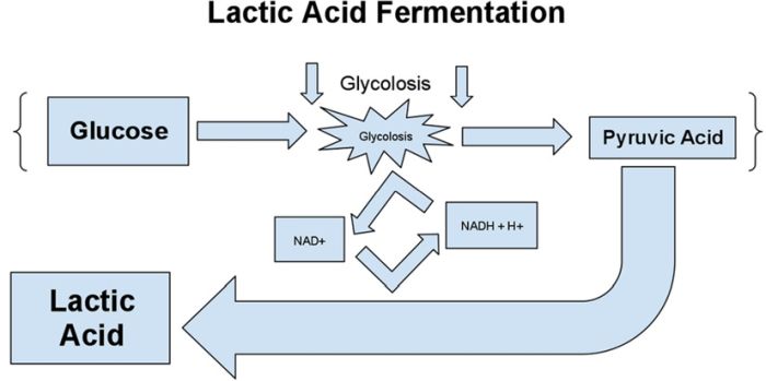 What is Lactic Acid Fermentation? - 99Science