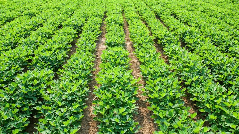 Where Are Peanuts Grown? - WorldAtlas