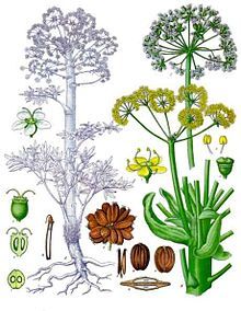 Asafoetida..exuded from the rhizome or tap root of several species ...