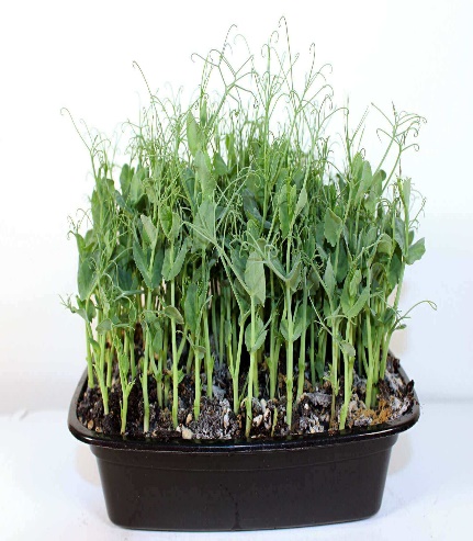 How To Grow Pea Shoots – Breaking Most Of My Rules