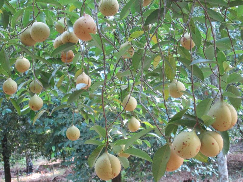 Nutmeg tree | Nutmeg tree, Fruit, Fruit trees