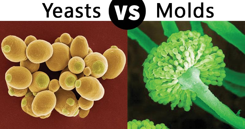 Differences between Yeasts and Molds (Yeasts vs Molds)
