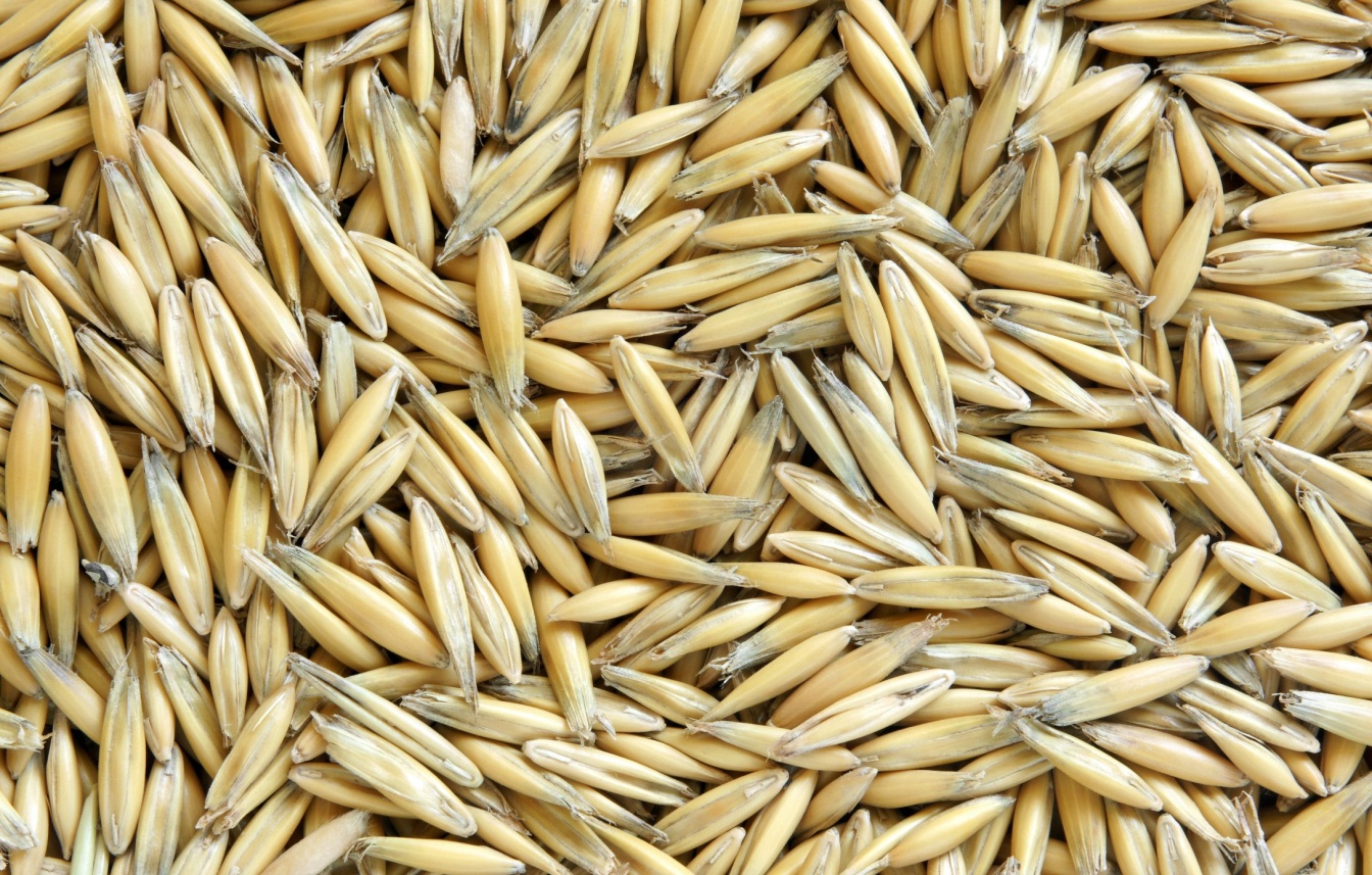 C:\Users\admin\Desktop\Raw-Oats.jpg