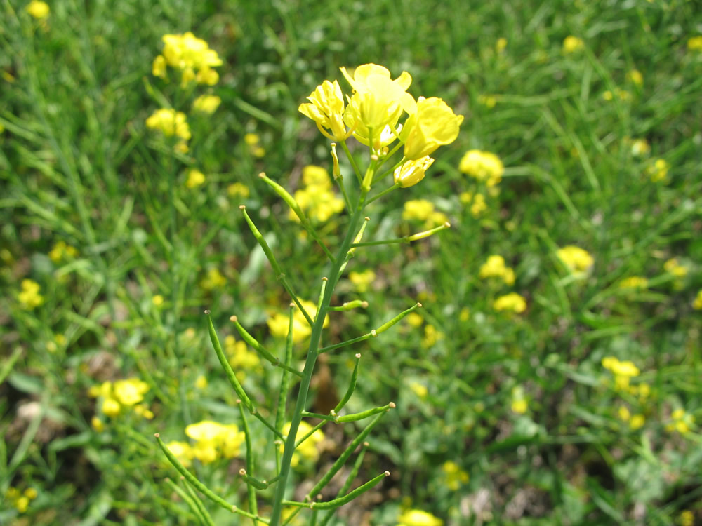 Types of mustards and their uses :: Mustard Production Manual
