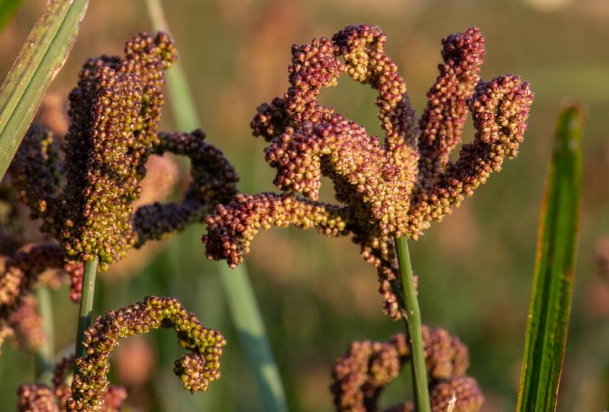 C:\Users\admin\Desktop\Finger+Millet+Crop+Trust.jpg