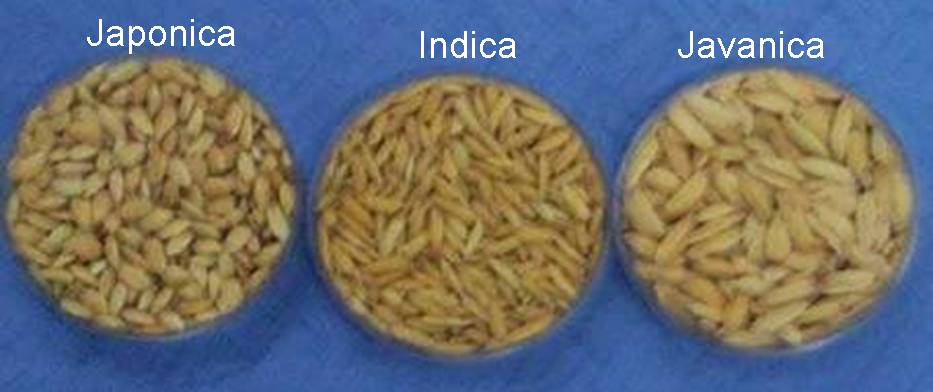 http://www.knowledgebank.irri.org/ericeproduction/grains_3_races.jpg