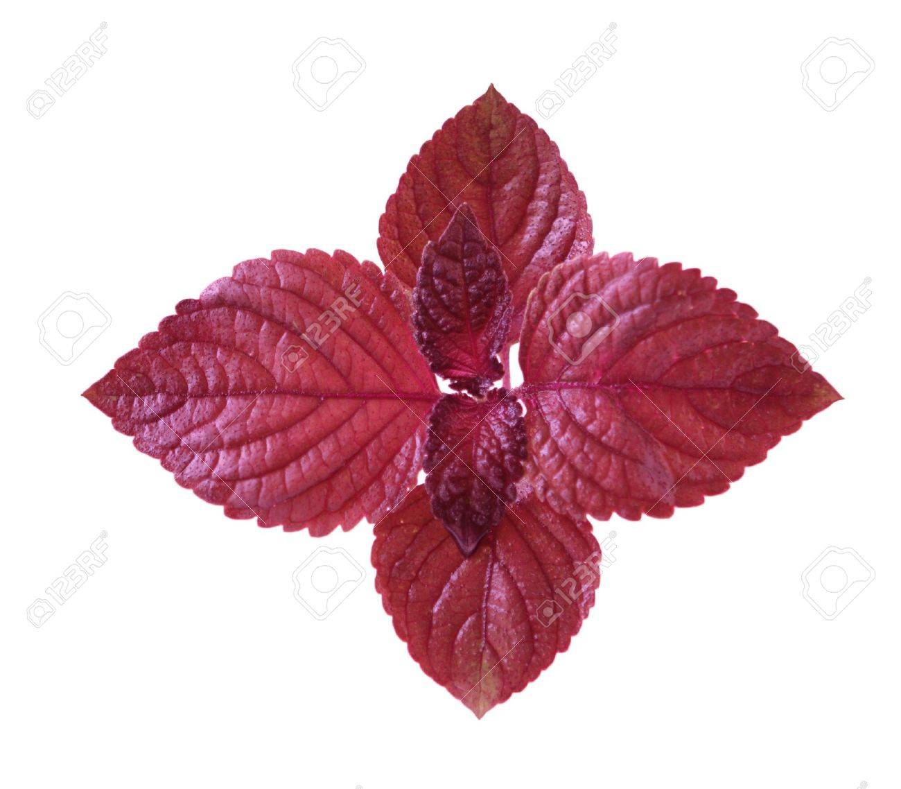 C:\Users\admin\Desktop\4281727-red-perilla-leaves.jpg