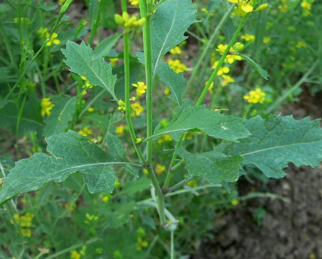 Black Mustard (Brassica nigra) - Plants | Candide Gardening