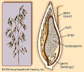C:\Users\admin\Desktop\oat-panicle-florets-Cross-section-grain.jpg