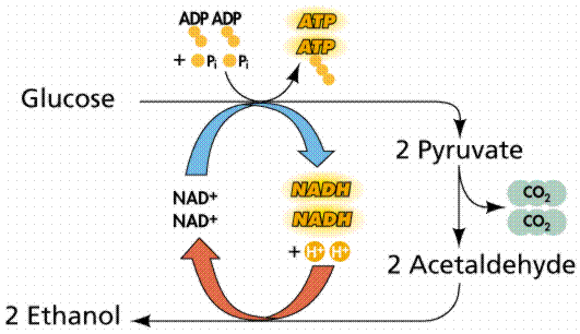 CELLULAR METABOLISM AND FERMENTATION