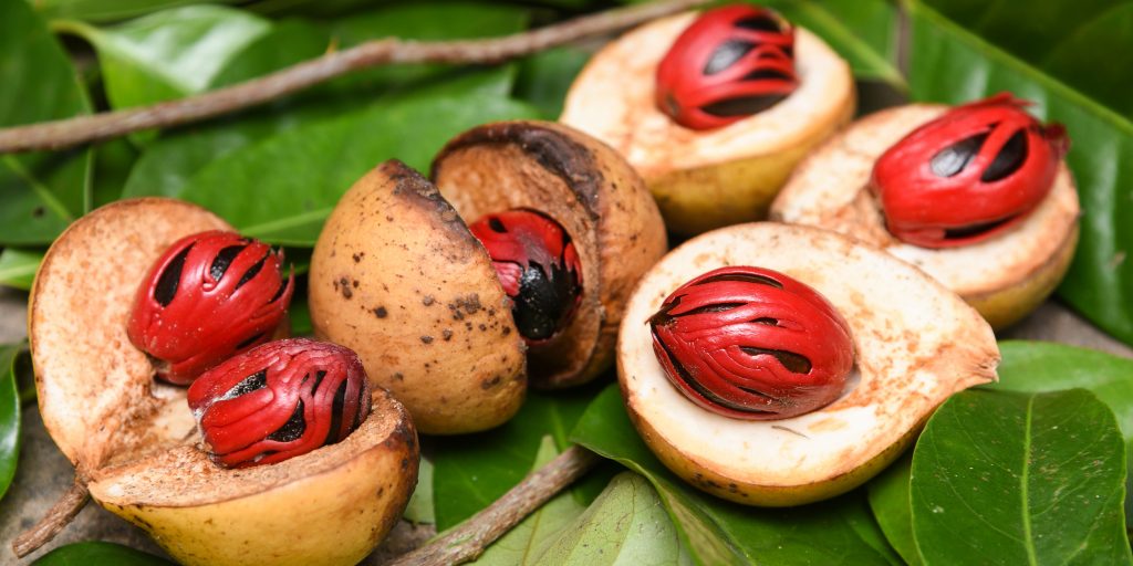 Nutmeg and mace under threat - OMEX : OMEX
