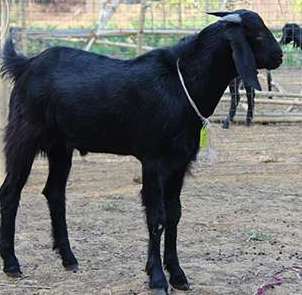 Indian Goat Breeds Information Guide | Agri Farming