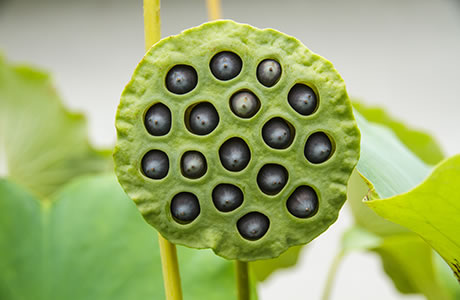 Lotus seeds Nutrition Facts | Calories in Lotus seeds