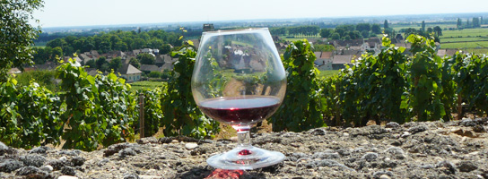 Our Burgundy Wine Portfolio