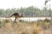 , Video: Giro’s Australian Adventure With Graves, Craig, McGarry