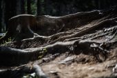 , 2021 Downhill World Championships Val Di Sole – Track Walk Pics