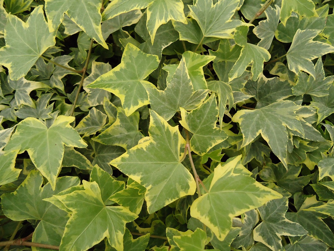 Ivy Pictures and Updates | South Florida Plant Services