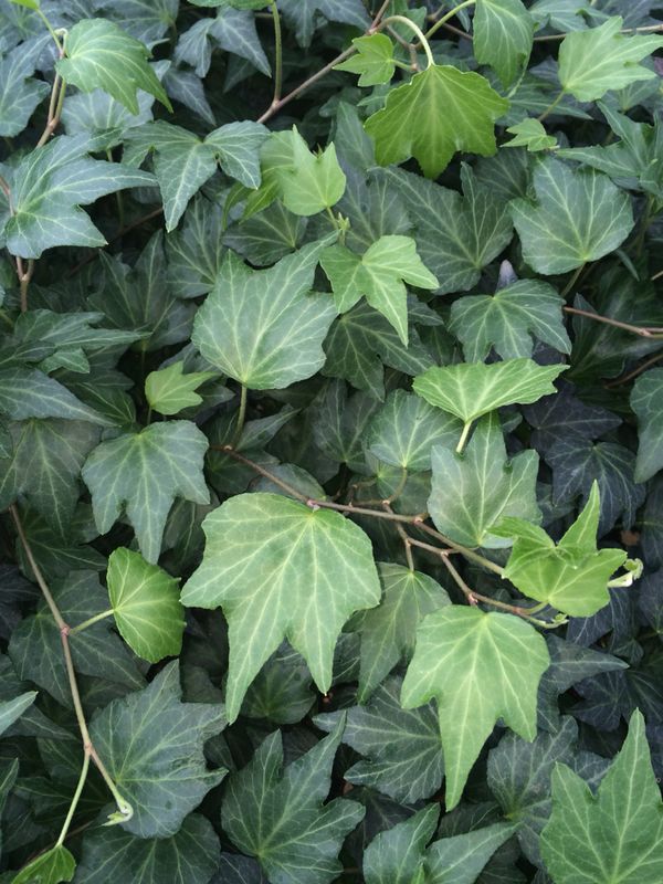 Ivy Pictures and Updates | South Florida Plant Services