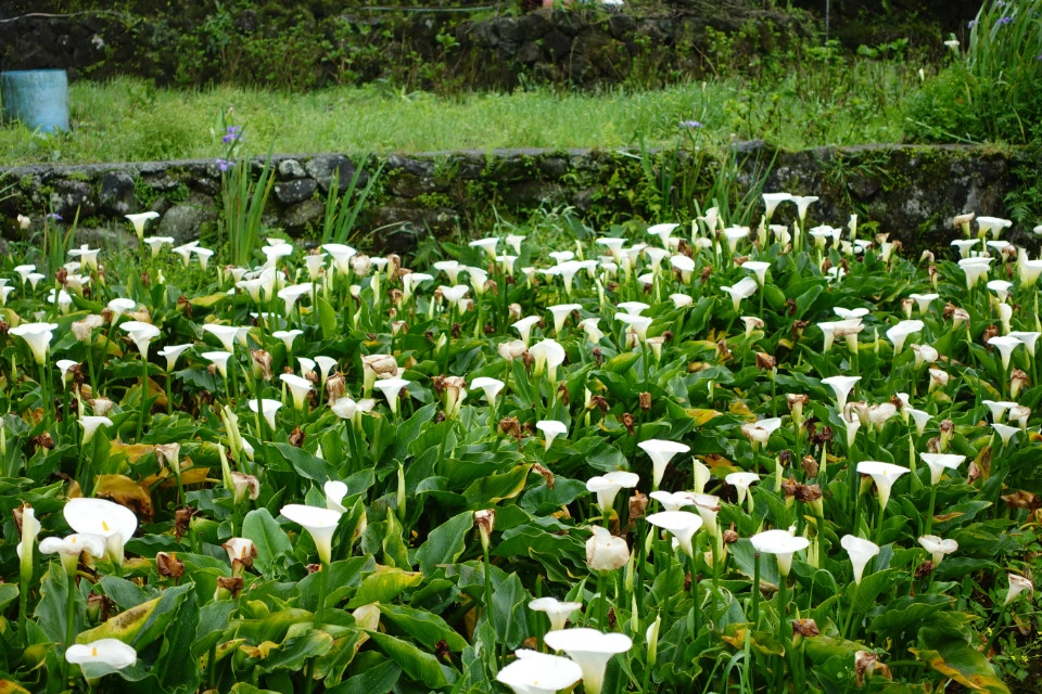 Picture 7 : Taiwan - Beitou and Yangmingshan (北投, 陽明山)